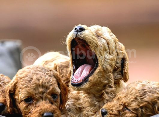 Toy Poodle Yavrular Çipleri Takılmış Teslime Hazır