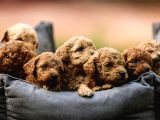 Toy Poodle Yavrular Çipleri Takılmış Teslime Hazır