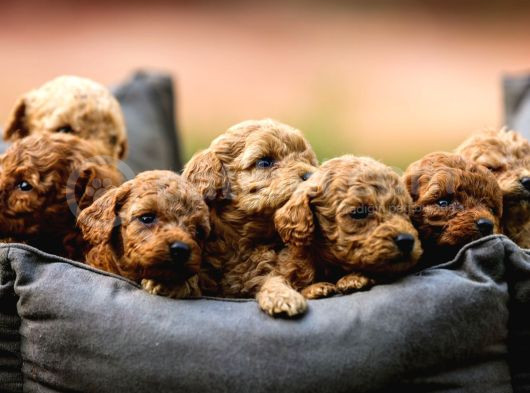 Toy Poodle Yavrular Çipleri Takılmış Teslime Hazır görsel