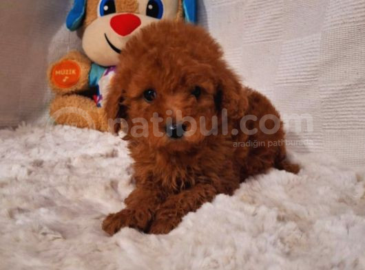 Red Braw Kıpkırmızı Ev Üretimi Tooy Poodle  görsel