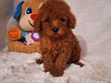 Red braw kıpkırmızı ev üretimi TOOY POODLE 