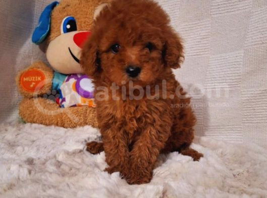 Red Braw Kıpkırmızı Ev Üretimi Tooy Poodle 