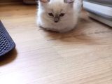 İyi Aylık Yavru Kedi