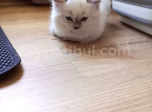 İyi Aylık Yavru Kedi görsel