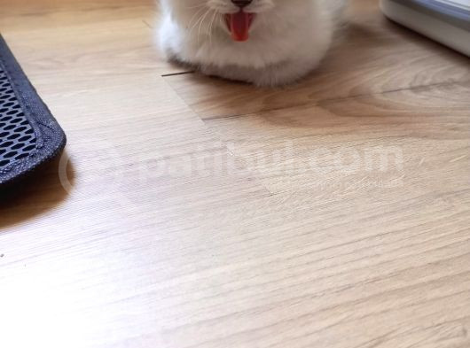 İyi Aylık Yavru Kedi görsel