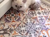 İyi Aylık Yavru Kedi