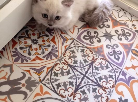 İyi Aylık Yavru Kedi görsel