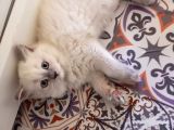 İyi aylık yavru kedi