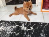 3 aylık dişi pomeranian