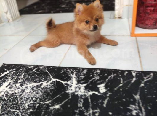 3 Aylık Dişi Pomeranian