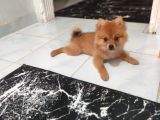 3 Aylık Dişi Pomeranian