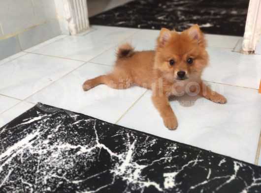 3 Aylık Dişi Pomeranian görsel