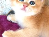 A Kalite Bri̇ti̇sh Shorthai̇r Golden  Yavrular