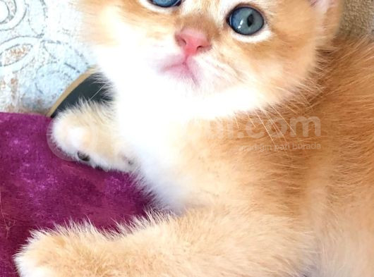A Kalite Bri̇ti̇sh Shorthai̇r Golden  Yavrular görsel