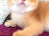 A kalite BRİTİSH SHORTHAİR GOLDEN  yavrular