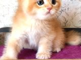 A Kalite Bri̇ti̇sh Shorthai̇r Golden  Yavrular