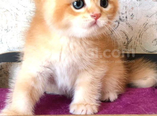 A Kalite Bri̇ti̇sh Shorthai̇r Golden  Yavrular görsel