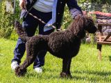 Secereli Yetişkin Show Kalite Dev Poodle
