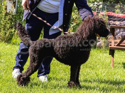 Secereli Yetişkin Show Kalite Dev Poodle görsel