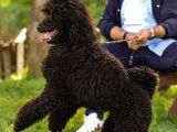 Secereli Yetişkin Show Kalite Dev Poodle