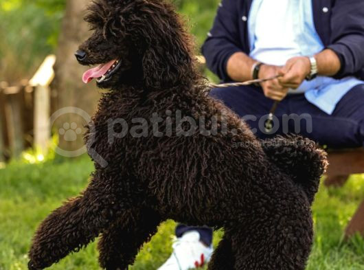 Secereli Yetişkin Show Kalite Dev Poodle görsel