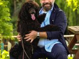 Secereli Yetişkin Show kalite Dev Poodle