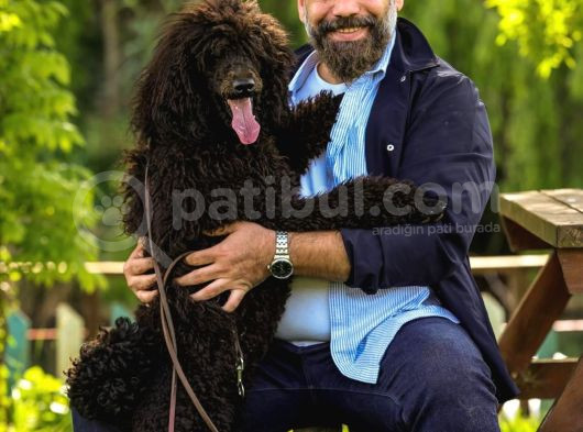 Secereli Yetişkin Show Kalite Dev Poodle