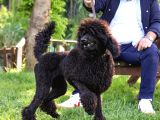 Secereli Yetişkin Show Kalite Dev Poodle