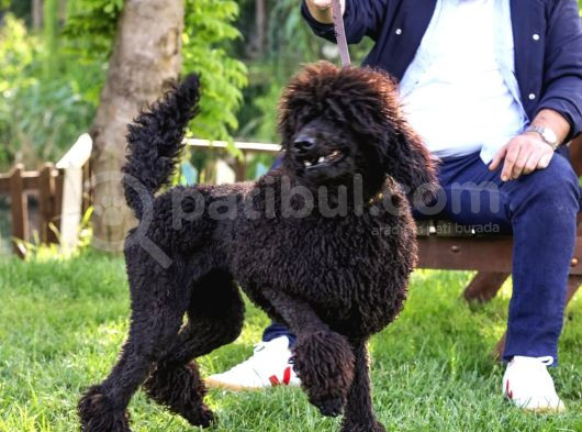 Secereli Yetişkin Show Kalite Dev Poodle görsel