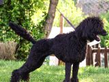 Secereli Yetişkin Show Kalite Dev Poodle