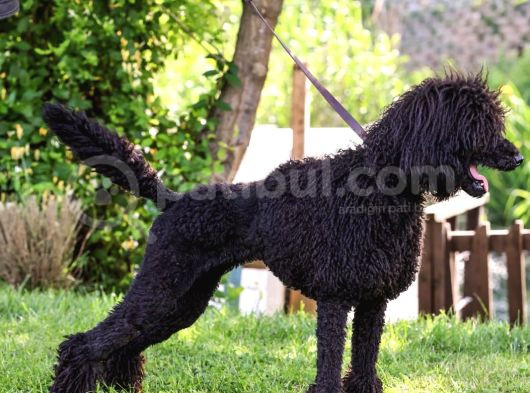 Secereli Yetişkin Show Kalite Dev Poodle görsel