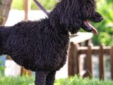 Secereli Yetişkin Show Kalite Dev Poodle