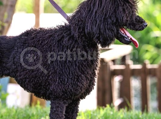 Secereli Yetişkin Show Kalite Dev Poodle görsel