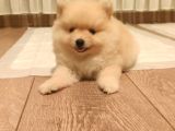 Ayı surat tuvalet eğitimli ev üretimi bembeyaz pomerian boo