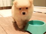 Ayı Surat Tuvalet Eğitimli Ev Üretimi Bembeyaz Pomerian Boo