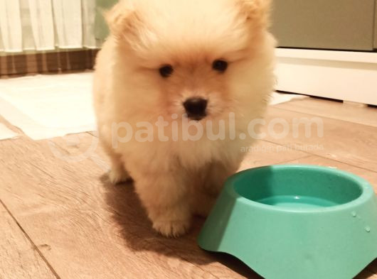 Ayı Surat Tuvalet Eğitimli Ev Üretimi Bembeyaz Pomerian Boo görsel
