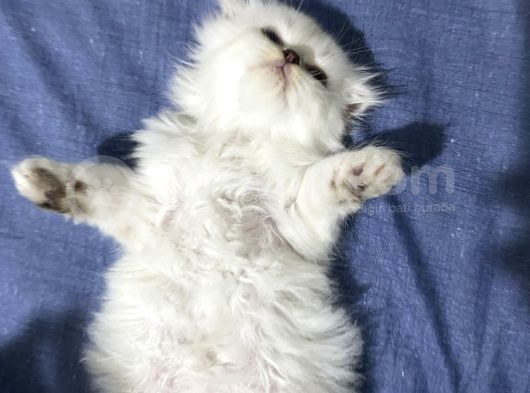 Dişi Yavru Kedi görsel
