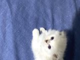 Dişi Yavru Kedi
