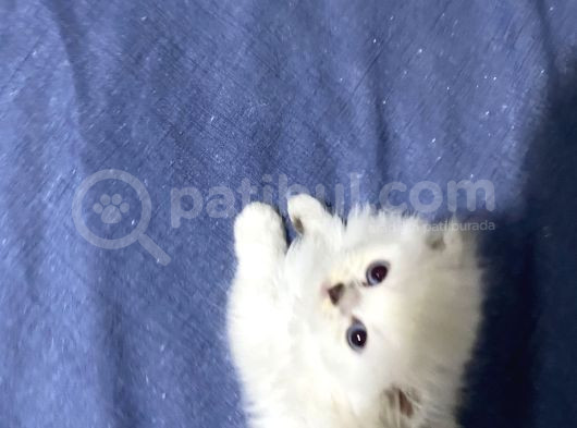 Dişi Yavru Kedi görsel