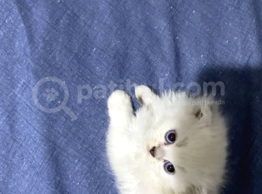 Dişi Yavru Kedi