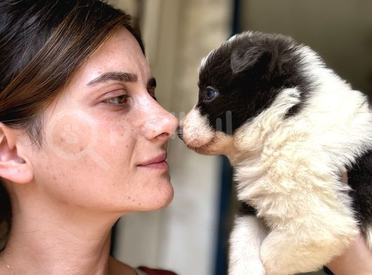 Border Collie Yavrular