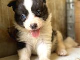 Border Collie Yavrular