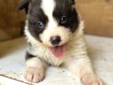 Border Collie Yavrular