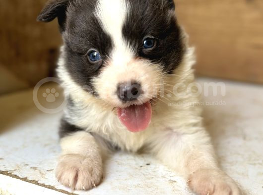 Border Collie Yavrular görsel
