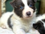 Border Collie Yavrular