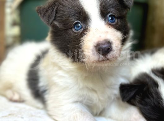 Border Collie Yavrular görsel