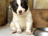 Border Collie Yavrular