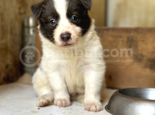Border Collie Yavrular görsel