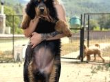 Dev Tibet Mastiff Yavrusu