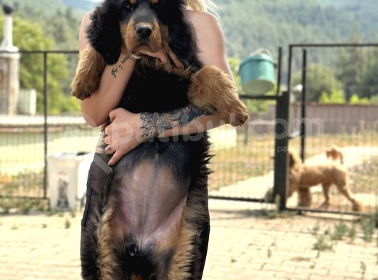Dev Tibet Mastiff Yavrusu görsel